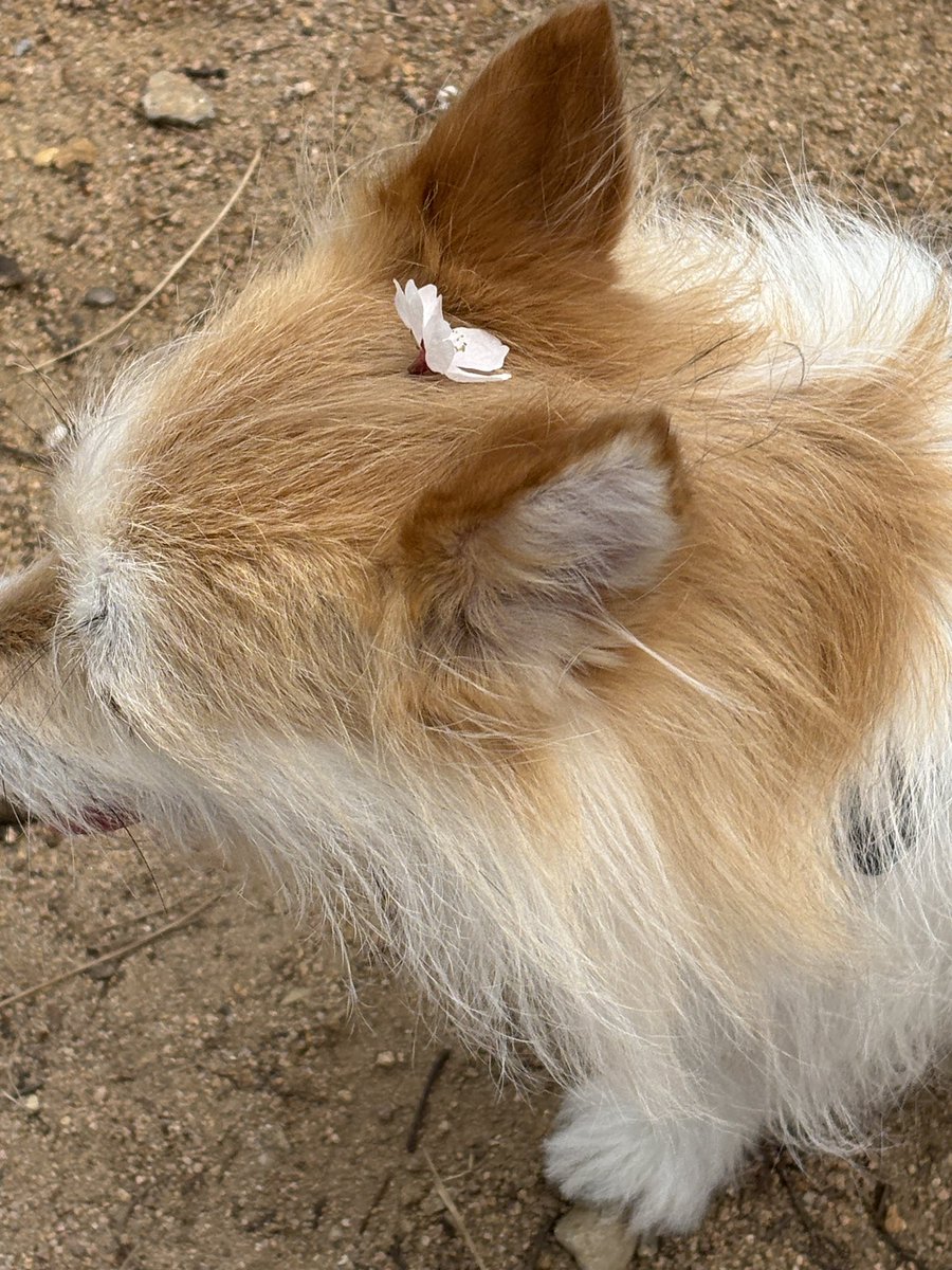 이름은 귀리 🕯️가족 찾은 찰떡 tweet media