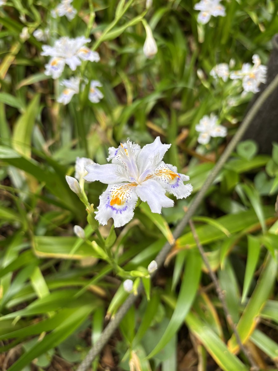 こんにちは！
今日は主日礼拝後に、同じ教会に通う人と神田川沿いをお散歩しました🌱🌸
とても癒されるし、細かく見れば見るほど、これを創造された神様の愛を感じて心がほっこり☺️💗
午後も頑張るぞ〜！