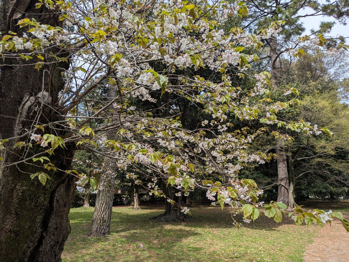 ムギュウ tweet media