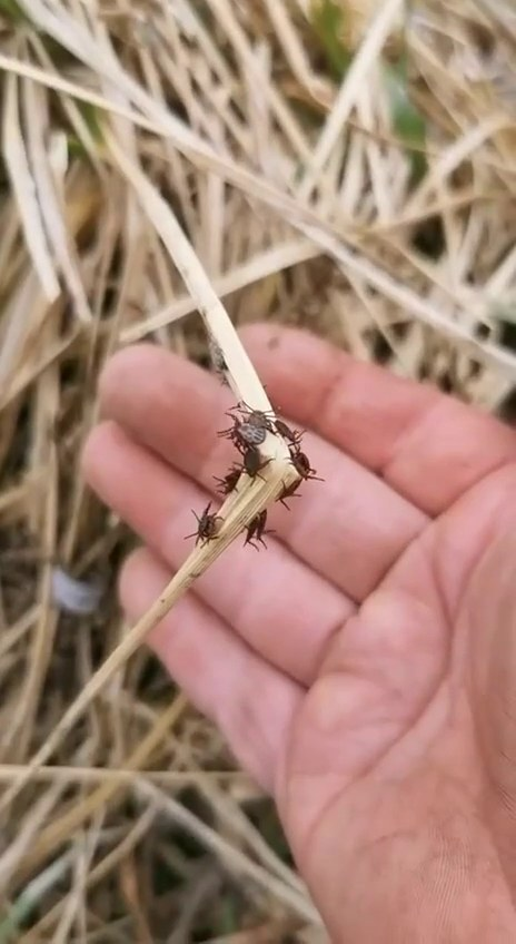 Люте Каченя tweet media