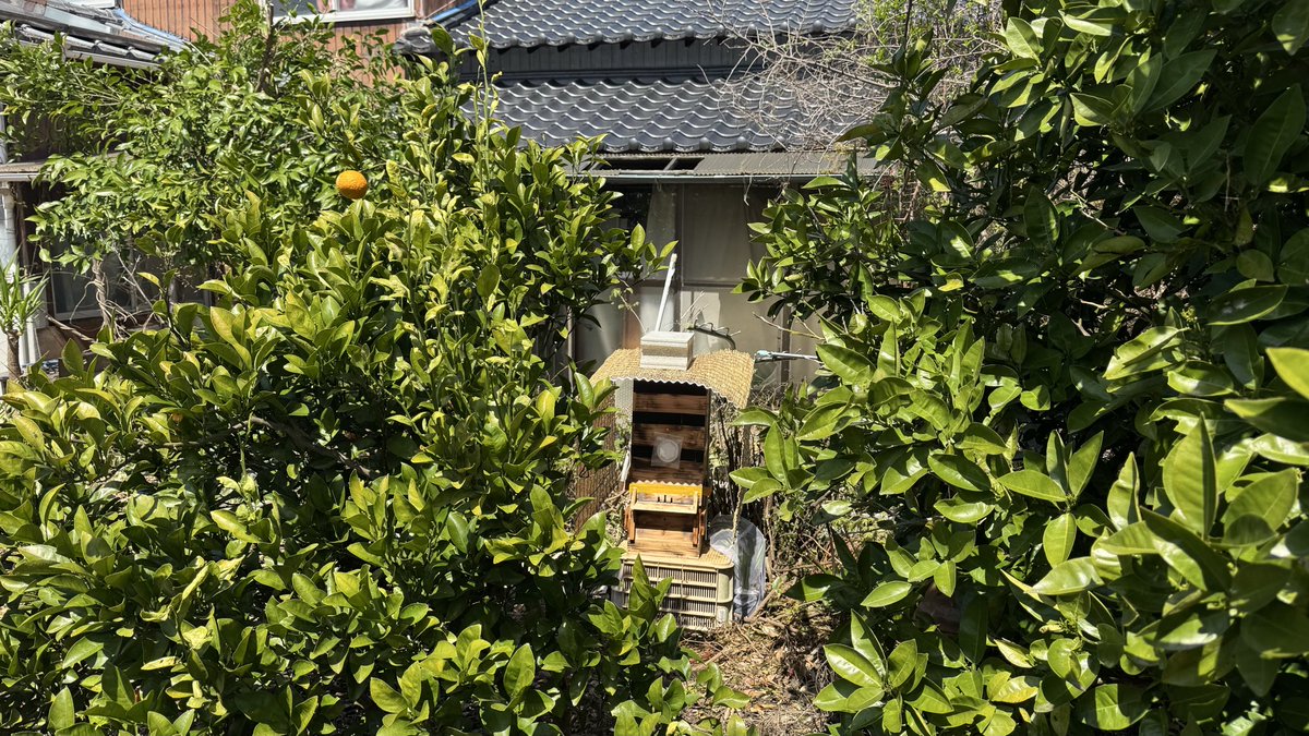 Marky@Breeze of Island tweet media