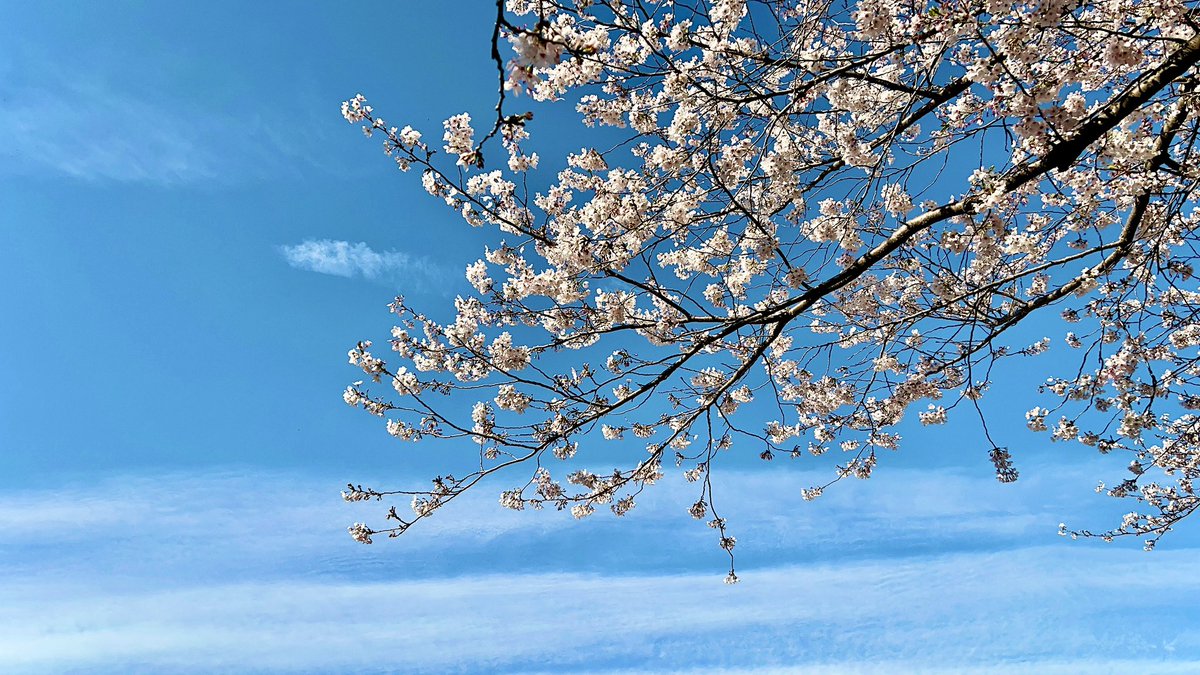 稲村梓 tweet media