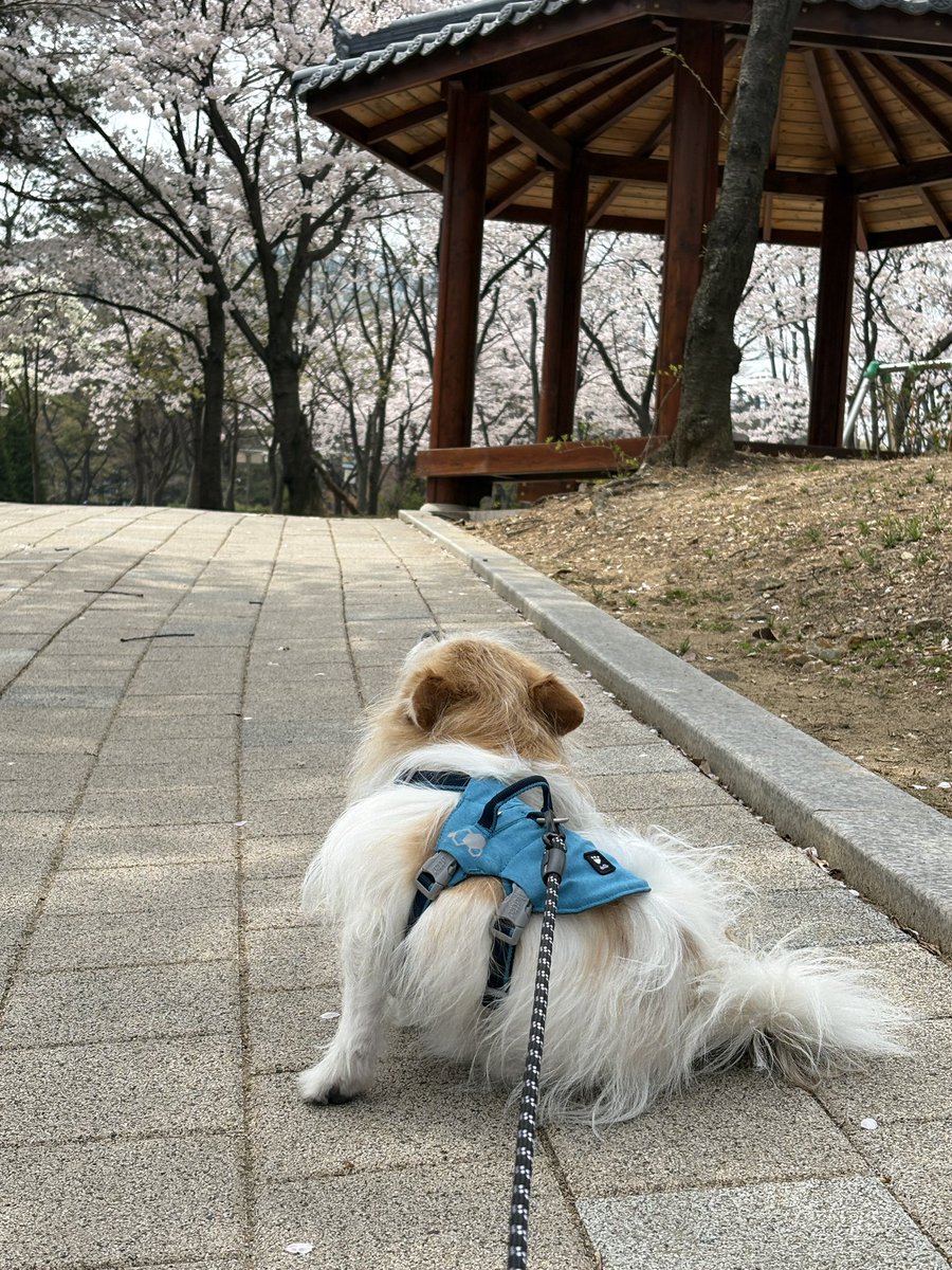 이름은 귀리 🕯️가족 찾은 찰떡 tweet media