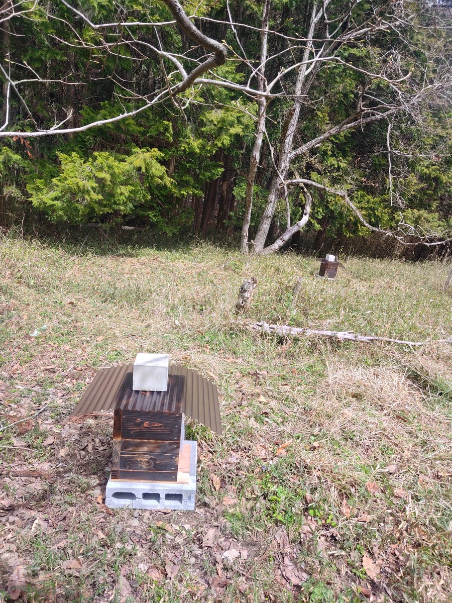 Web真左衛門|広告運用 tweet media