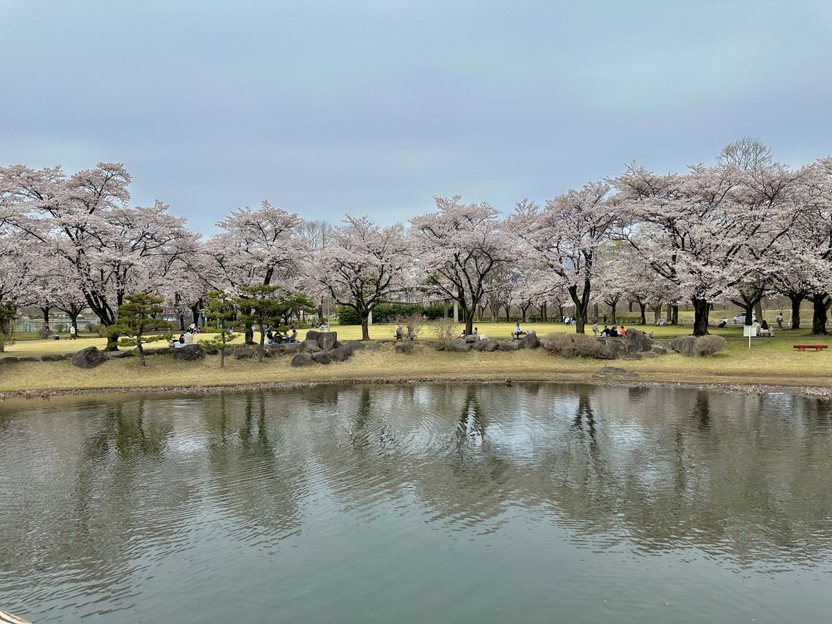 今年も来ました桃源郷🌸