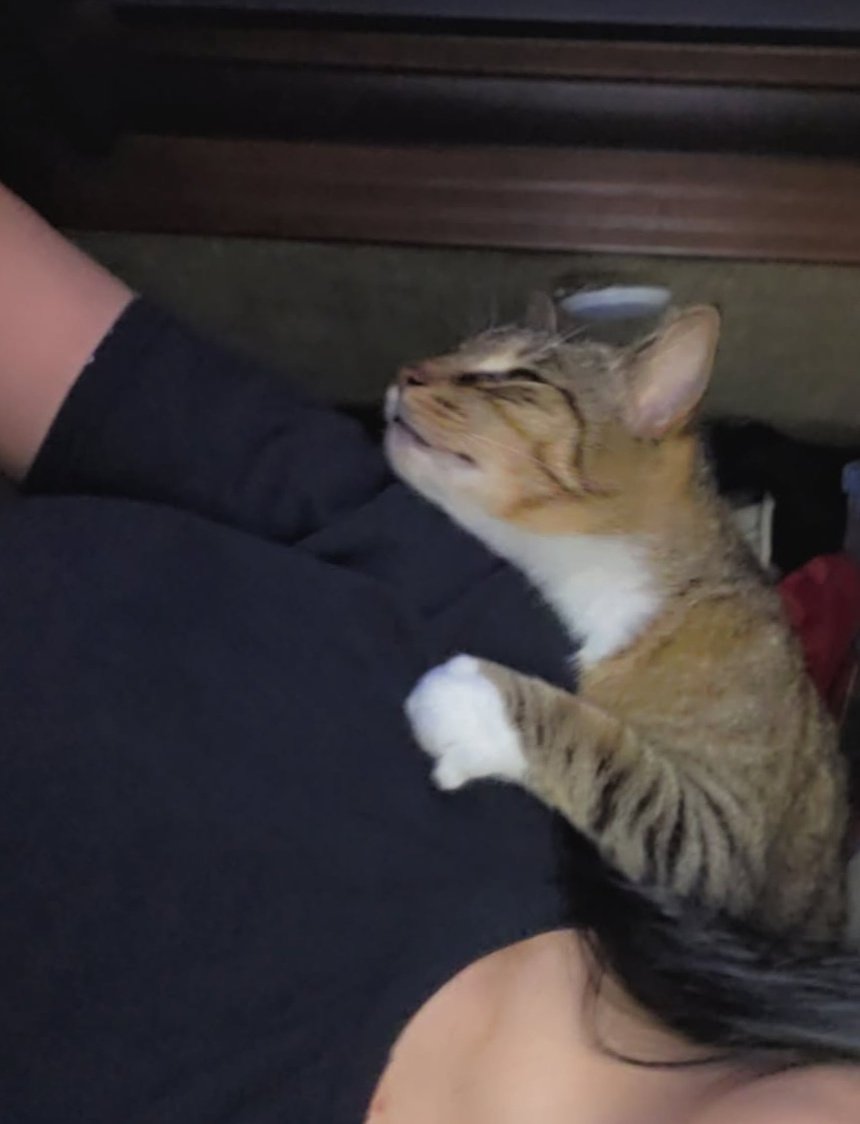 fawn 𖹭 tweet media