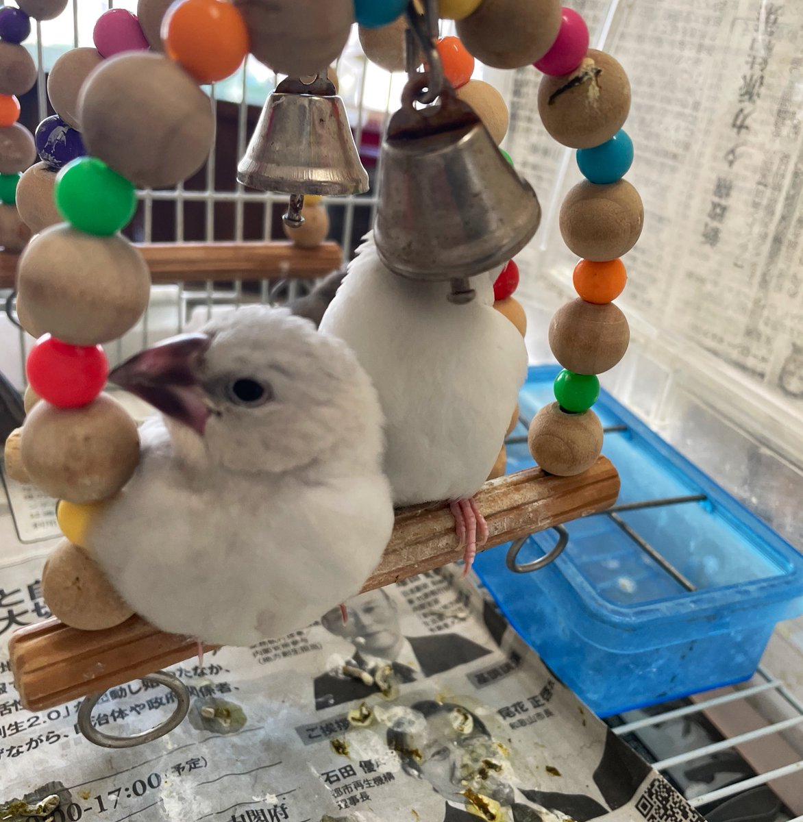 いい天気です！
昨日の雨は大変でしたね。大きな被害はなかったですか？
今日は文鳥ちゃんのブランコの、練習日です。