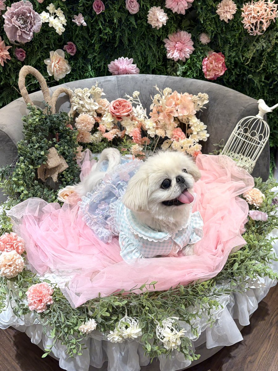 s1225_goods's tweet photo. 飼い主の趣味で可愛いワンピース着せられてしまった為女の子？と聞かれた。男の子です。うちは去年亡くなっちゃった子も男の子で一回着せてみたかった🐶今日も大人しくていいこだった🍒🌷🩵🍓🌸💛𓂃⋆꙳
#ペキニーズ https://t.co/PUEr53ukg8