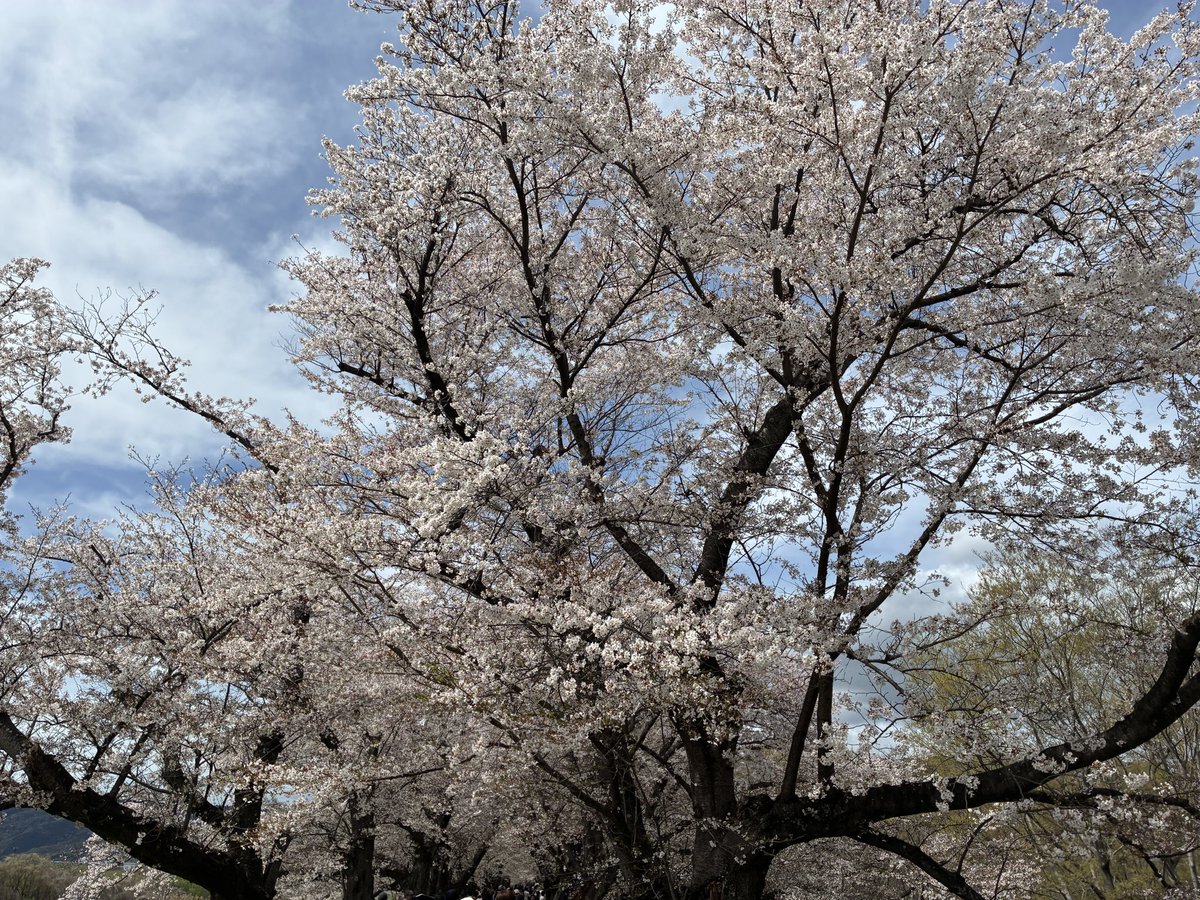 snakecat tweet media