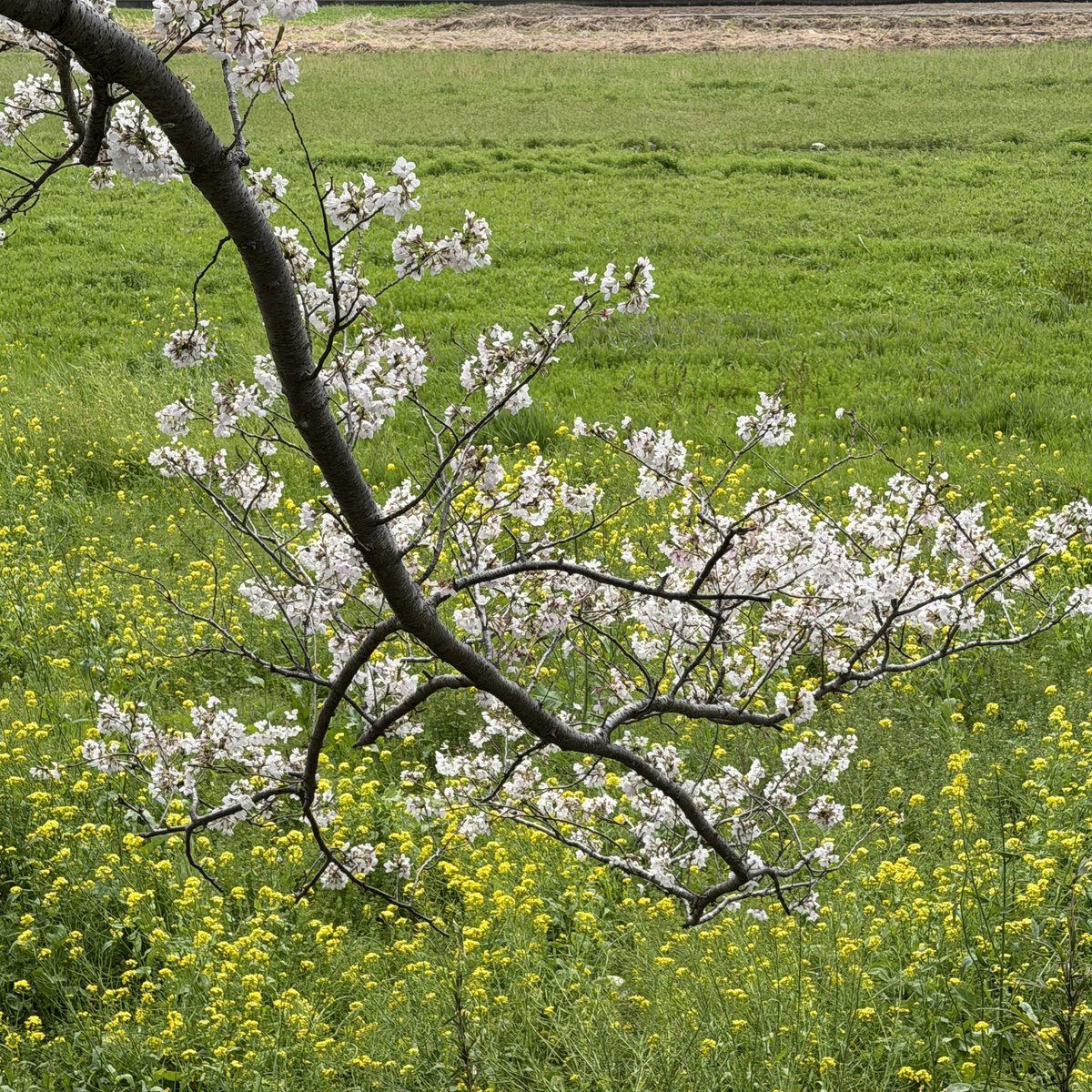 マクノスケ tweet media