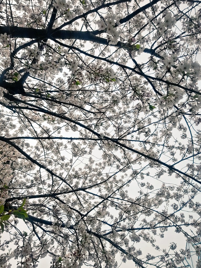 サメに食われるそめこ様 tweet media