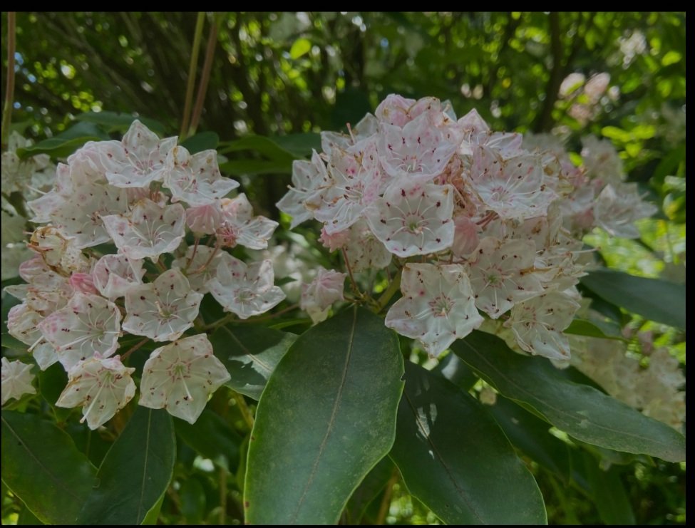 ukatensei4's tweet photo. 新衣装🌸雨で暗めの空模様だったけどライトアップされた桜のように見えて素敵だった🥰新曲の歌詞に出てくるカルミアの花はひとつの花が沢山集まって咲くそう。花言葉「大きな希望」沢山の愛と思いが詰まった素敵な曲「New Journey」
改めて 9周年おめでとう❣️これからもよろしくね🫶💕
 #Prink https://t.co/tvt4TC95j6
