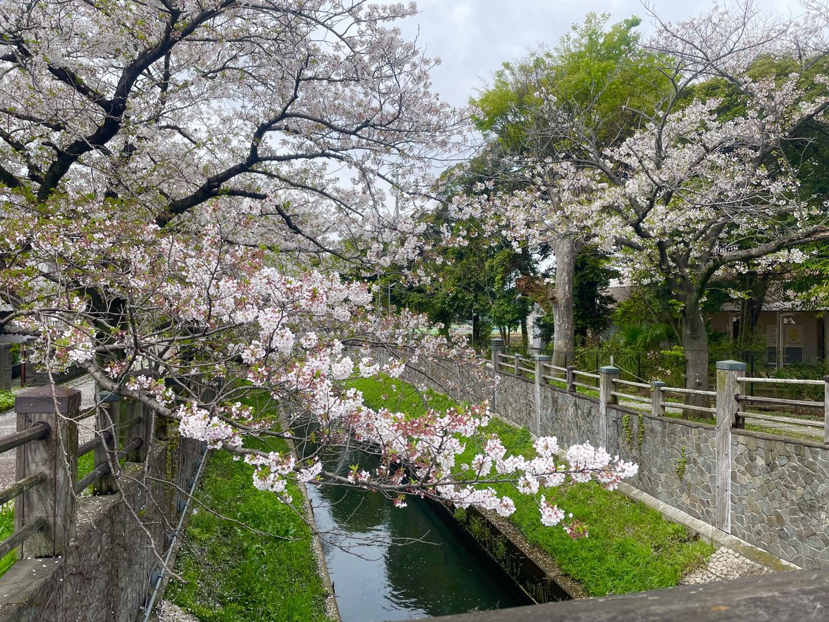 2026/4/5日曜日
今日の真間川の🌸です

久々に雨でないので、多くの人で賑わってます。　
来年も綺麗に咲く🌸楽しみですね

#市川市　#本八幡　#真間川
#ウエダビジネス