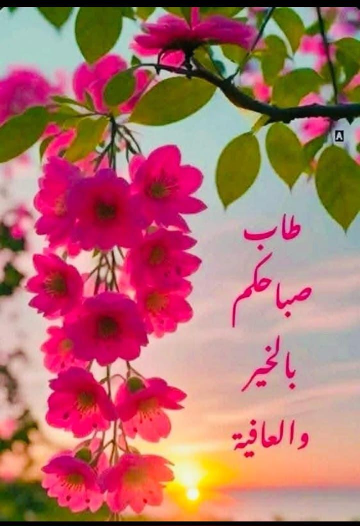 Randa Abboud tweet media