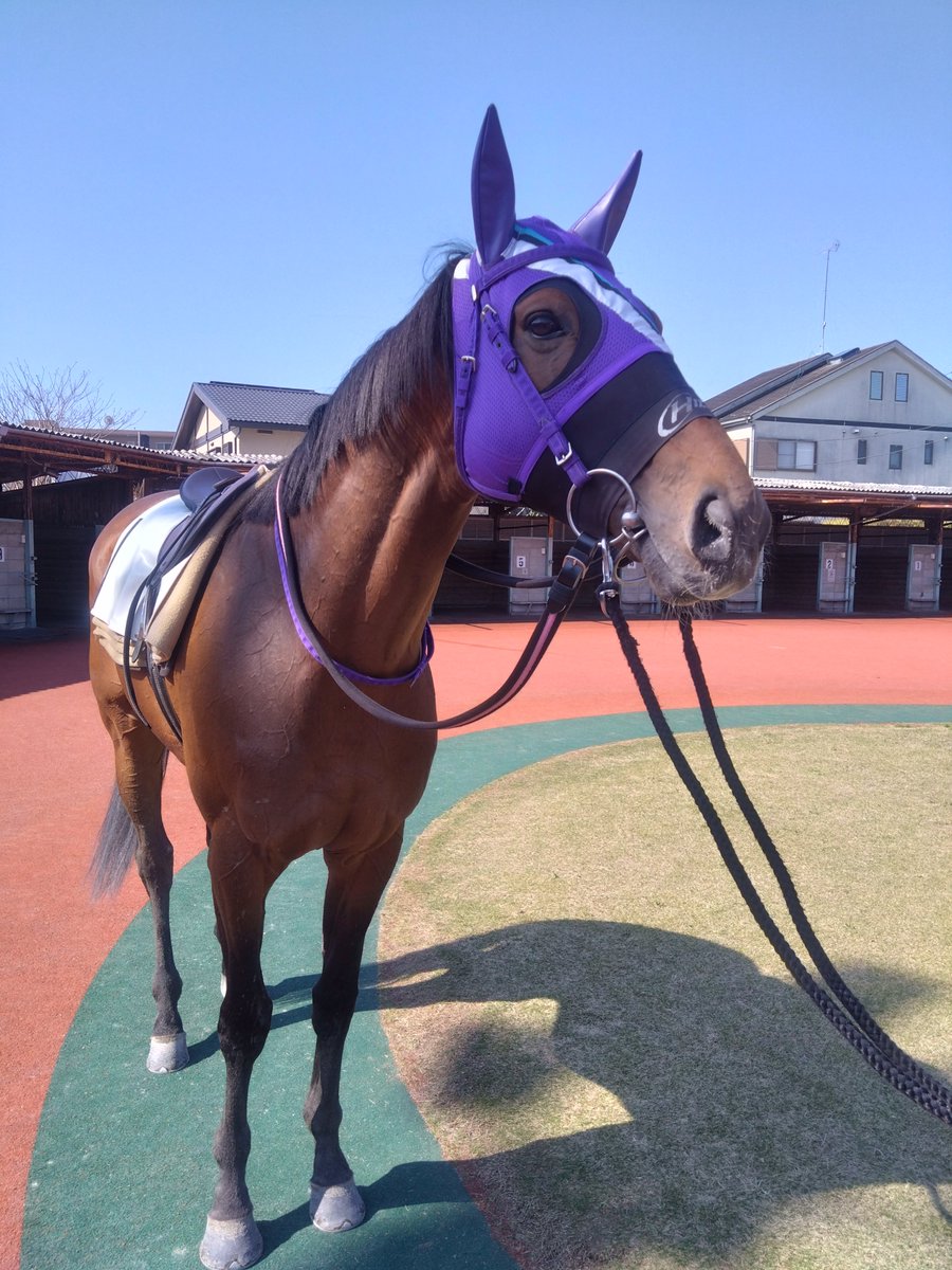 浦和競馬調教師　水上直人 tweet media