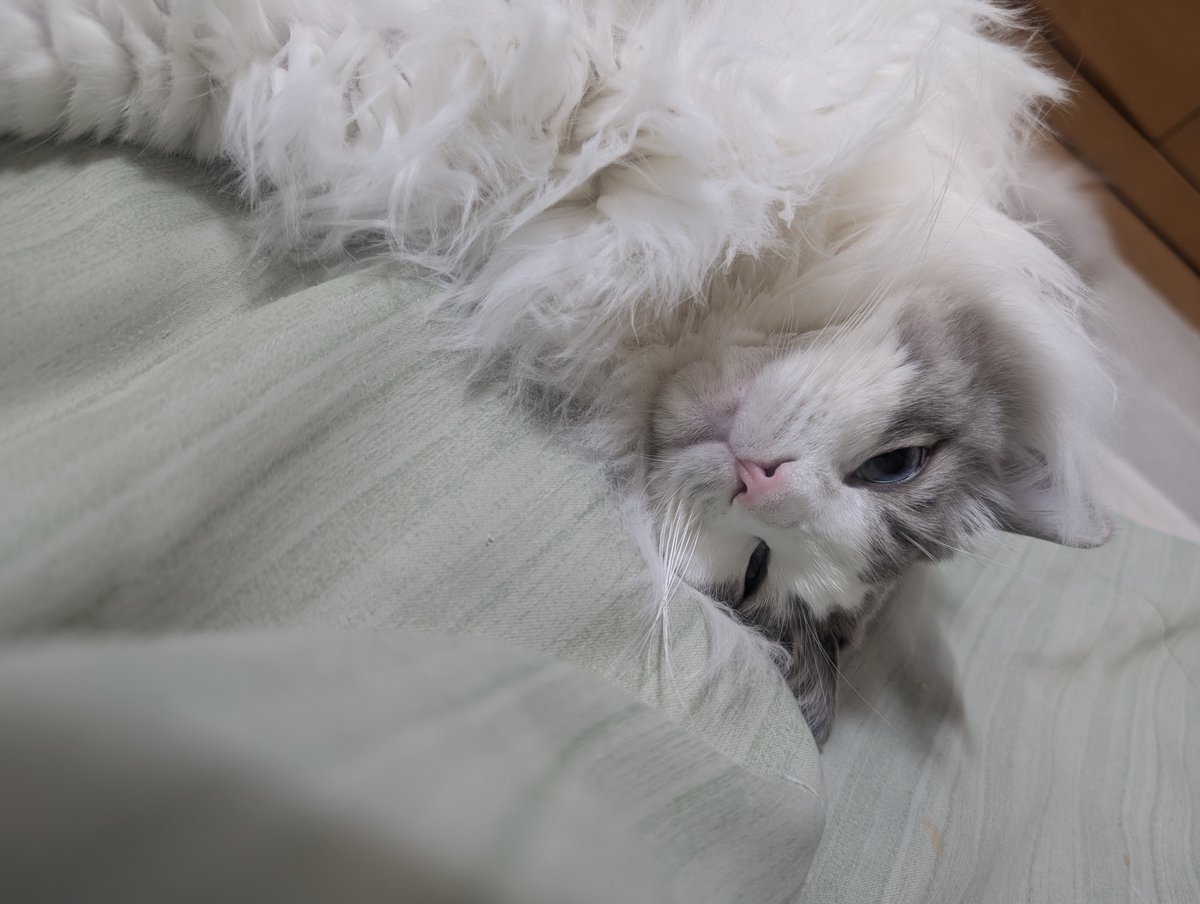 喜楽直人(キラクナオヒト) tweet media