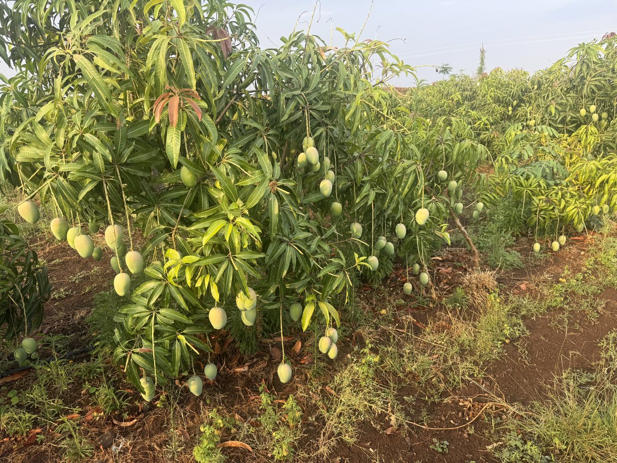 Dr.Sayajirao Gaikwad tweet media