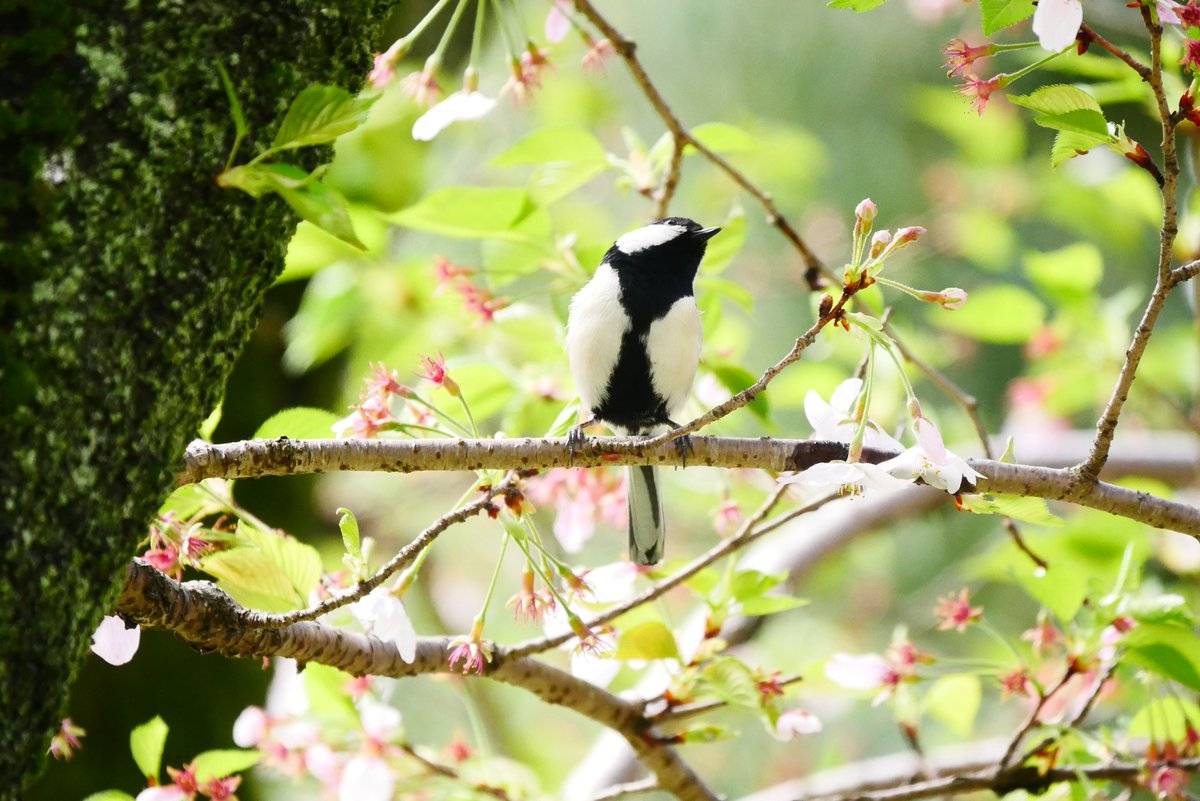 かすかびあん tweet media