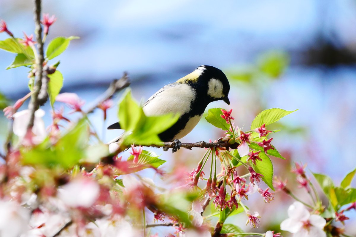 かすかびあん tweet media