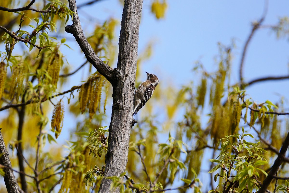 かすかびあん tweet media