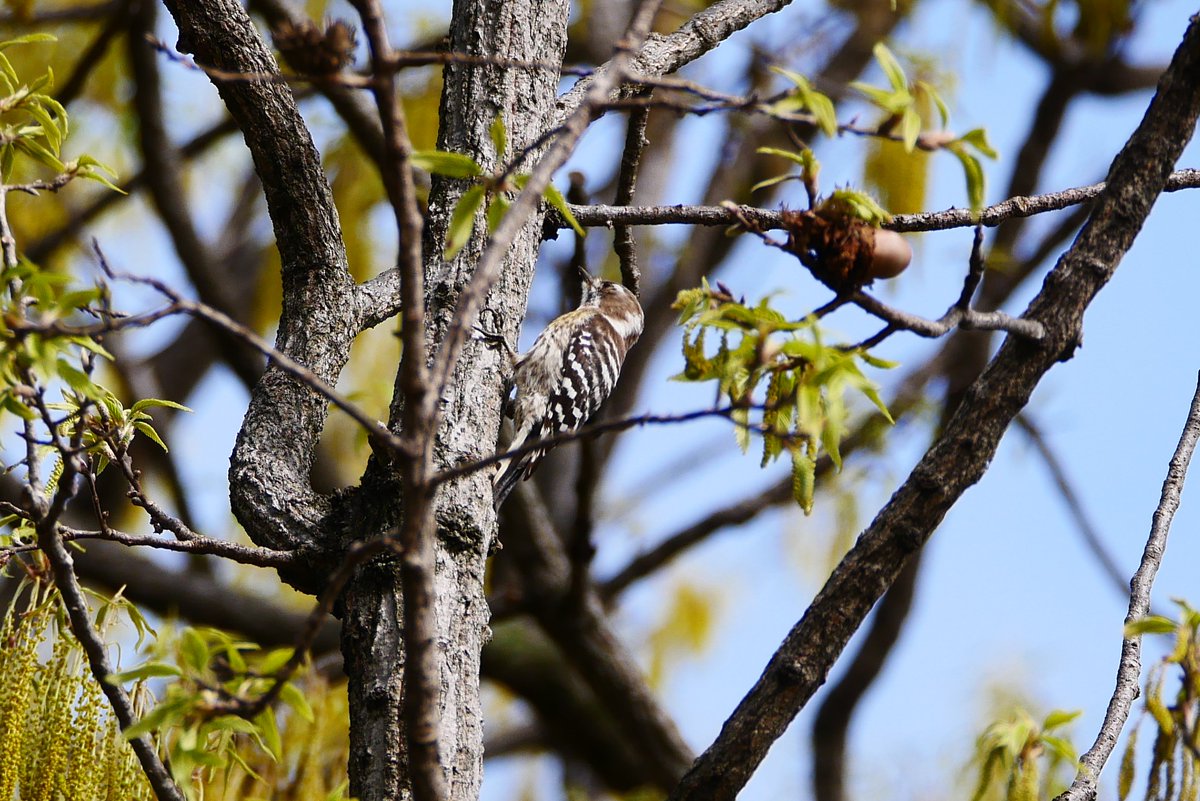 かすかびあん tweet media