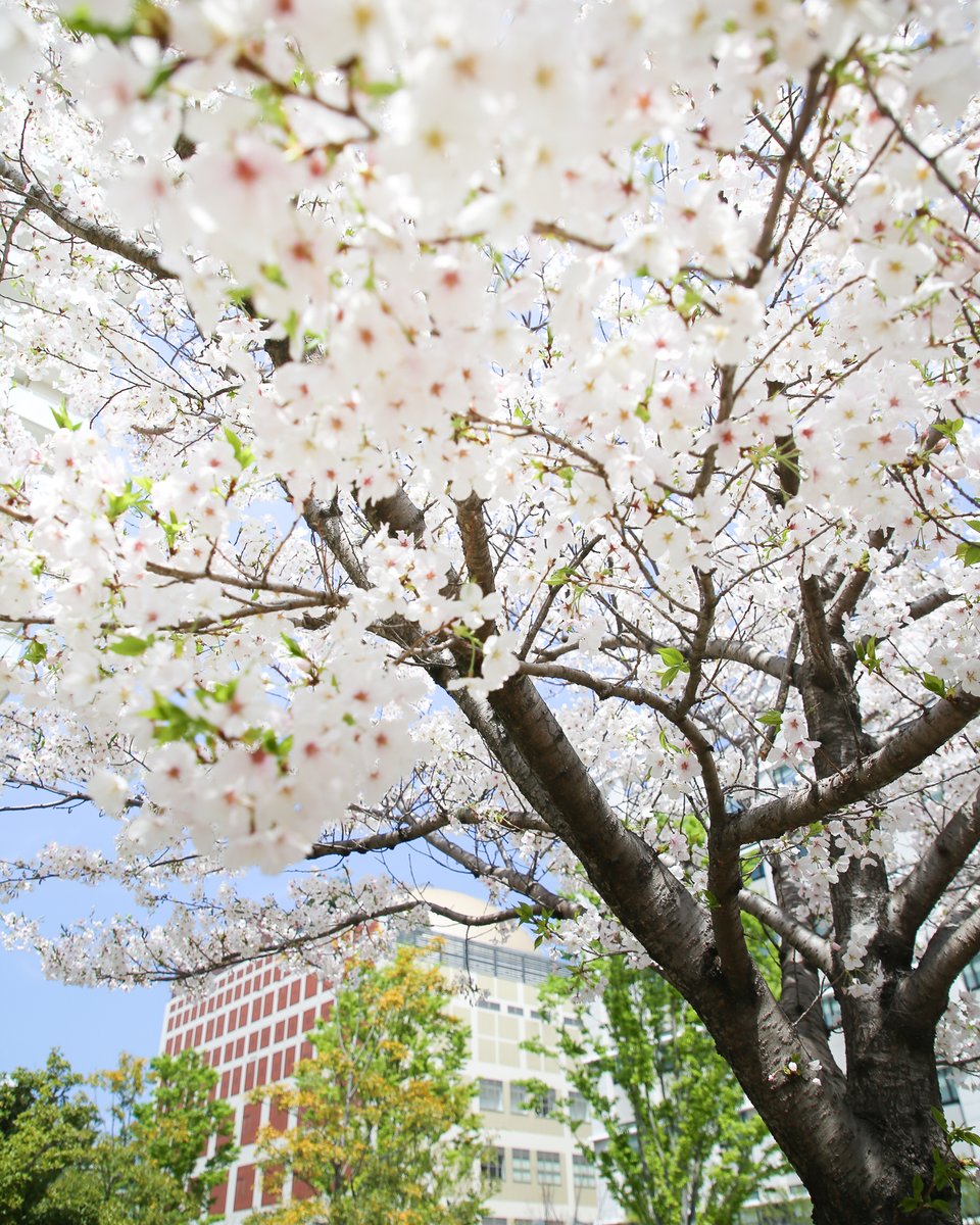fukuokacity_sm's tweet image. 福岡市科学館のまわりにも春がいっぱい！
お花見とあわせてぜひお立ち寄りください🌸
#福岡市科学館 #桜 #お花見 #春 #春休み