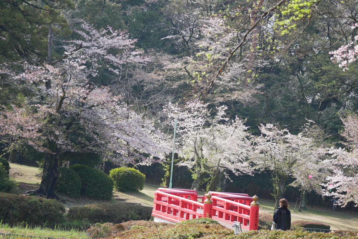 かすかびあん tweet media