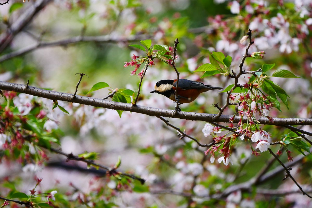 かすかびあん tweet media