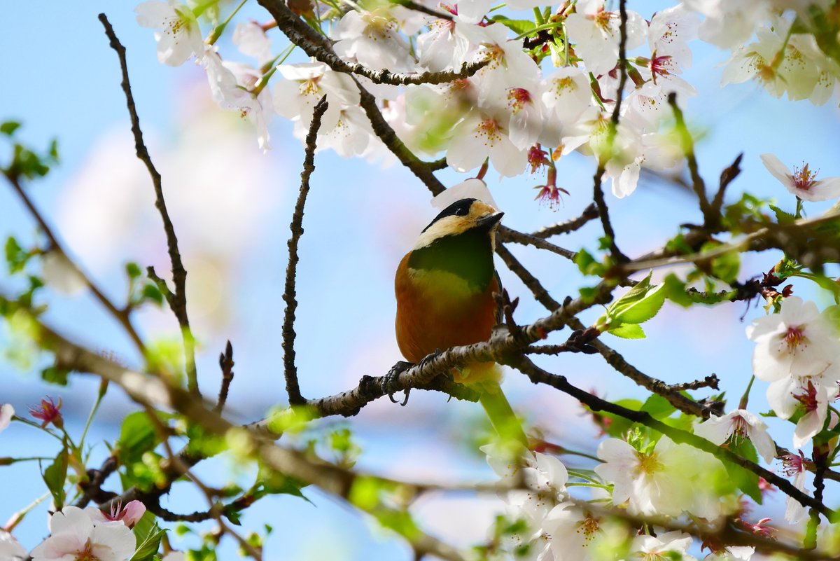 かすかびあん tweet media