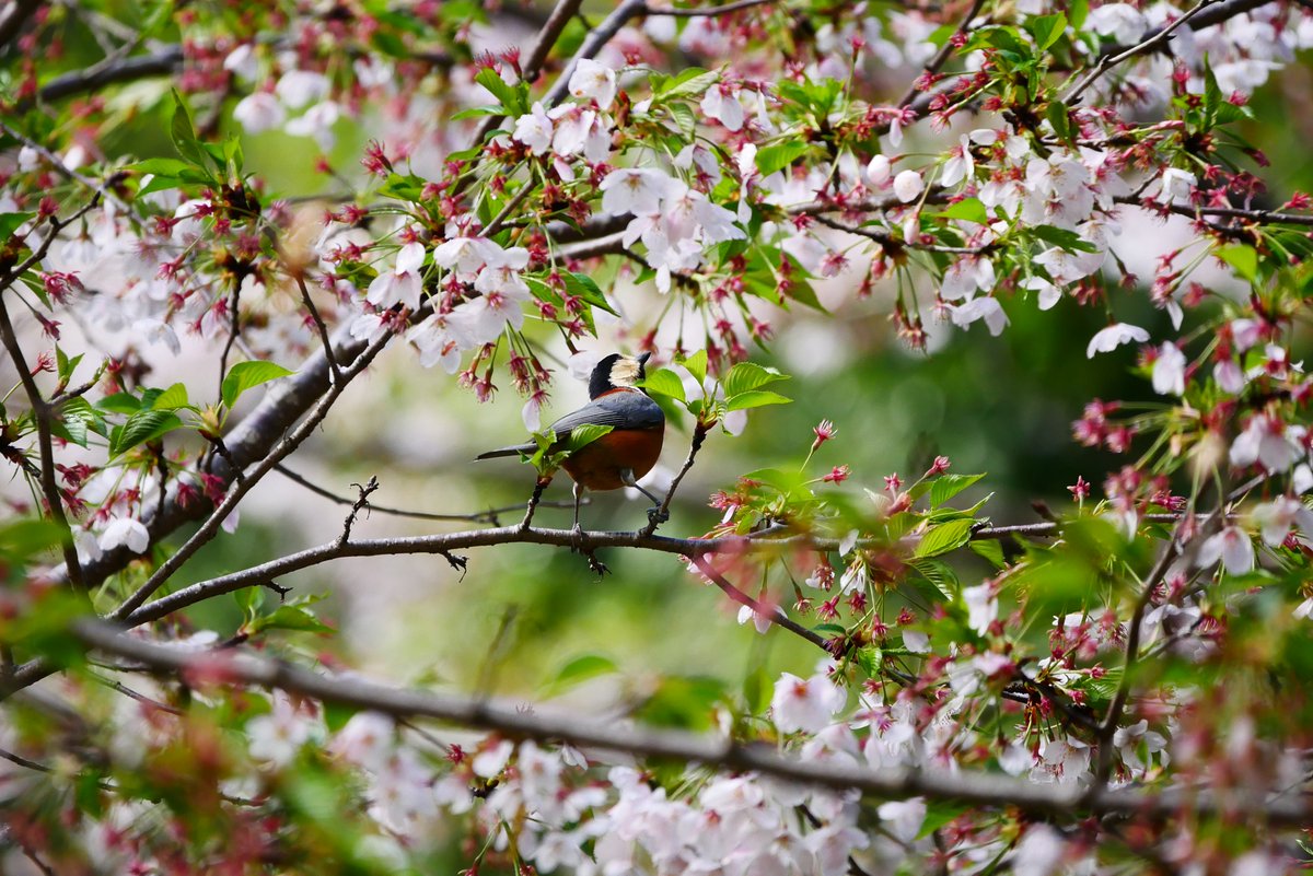 かすかびあん tweet media