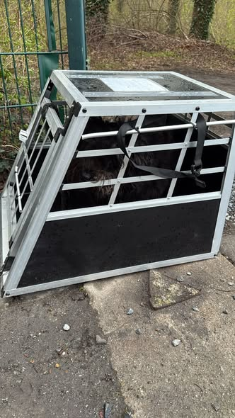 yolanda schultes tweet media