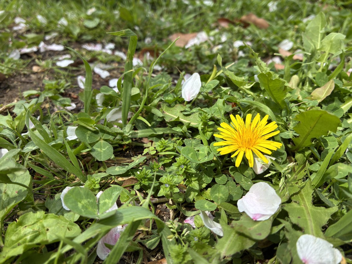 かたこりのしゅふ tweet media