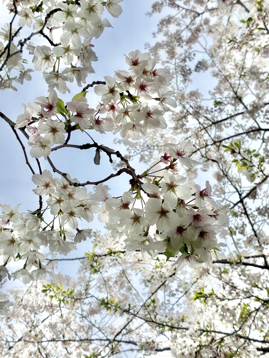 かたこりのしゅふ tweet media