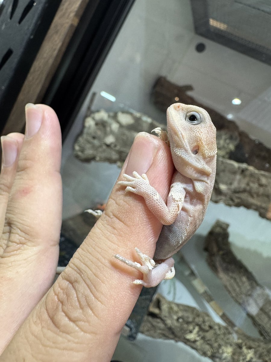 ✨新着入荷情報✨

待望の再入荷
・ハイポゼロマーブル/ブラックアイ

・ハイポトランスゼロ/極美ピンク
・ハイポゼロ/ブラックアイ（Lowマーブル）数匹

お待たせしました❗️
先日多数お問い合わせいただいたマーブルのハイポゼロ他、大人気のハイポゼロ、トランスハイポゼロ入荷いたしました🙇‍♂️
