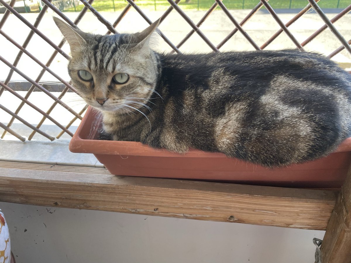 Limousine à jamais 😍 tweet media