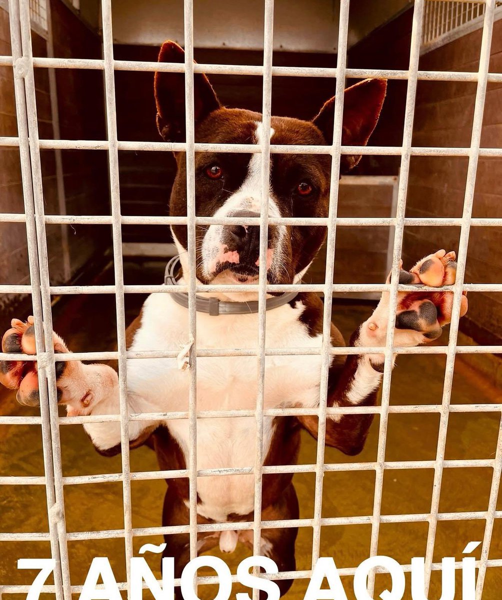 José Zaragoza tweet media