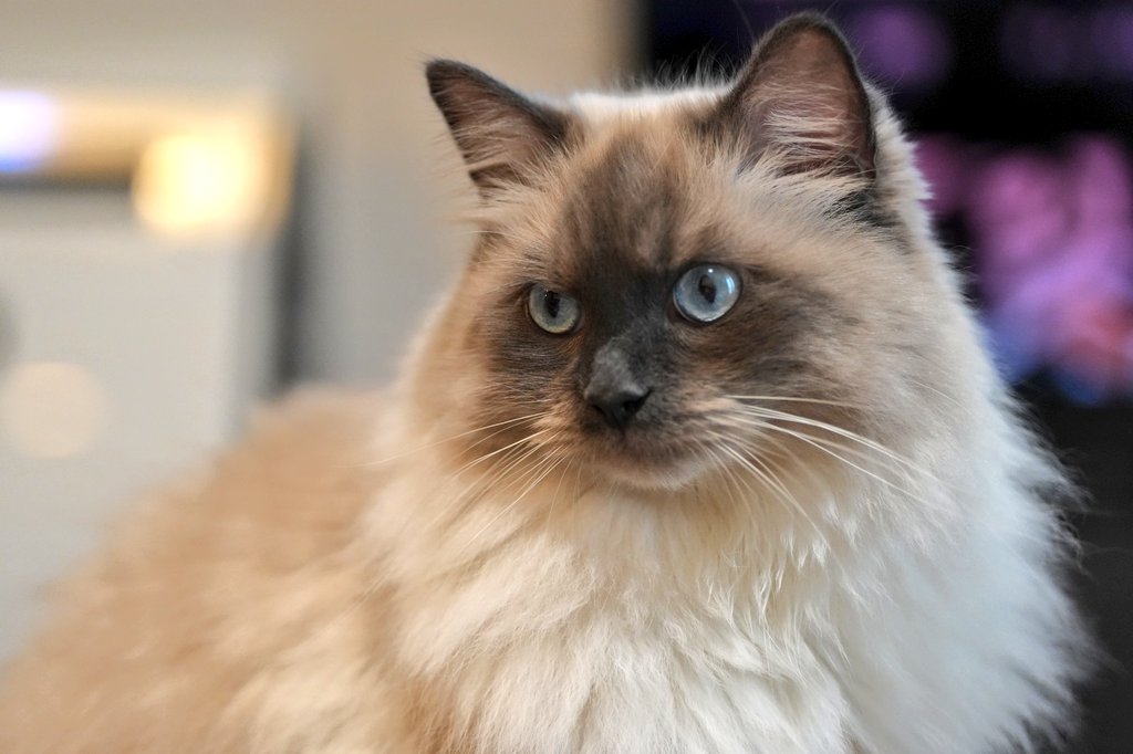 3猫お世話係 tweet media