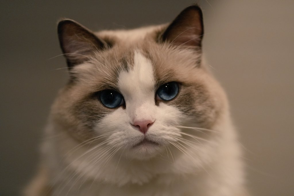 3猫お世話係 tweet media