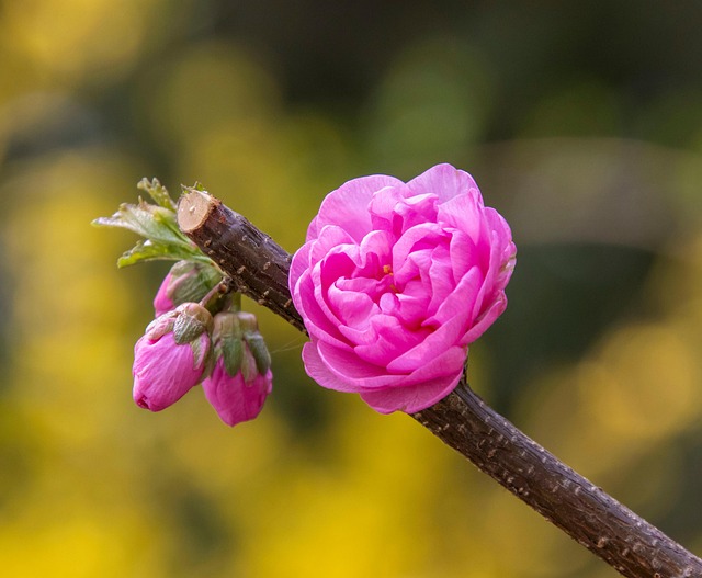 Adelaide Bennett tweet media