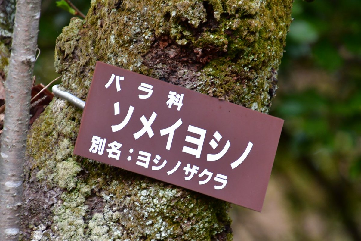 はなべ〜@N-ONEせんよう tweet media