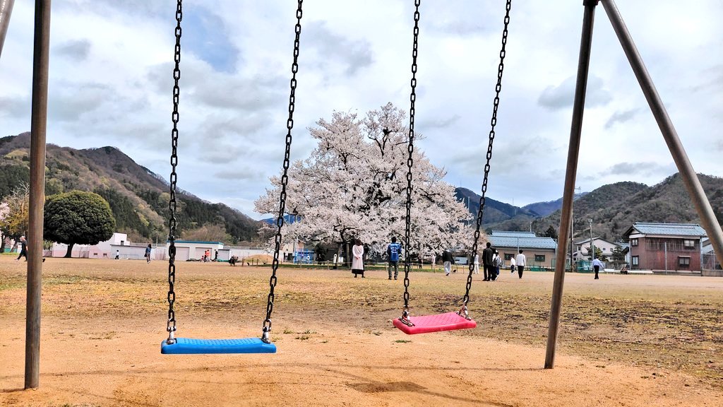 NakamuraYoshiof's tweet photo. 本日の味真野小学校、校庭の一本桜。 https://t.co/TpcvDP3mzH