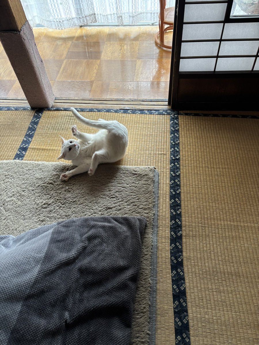 いのうえもんぺ tweet media