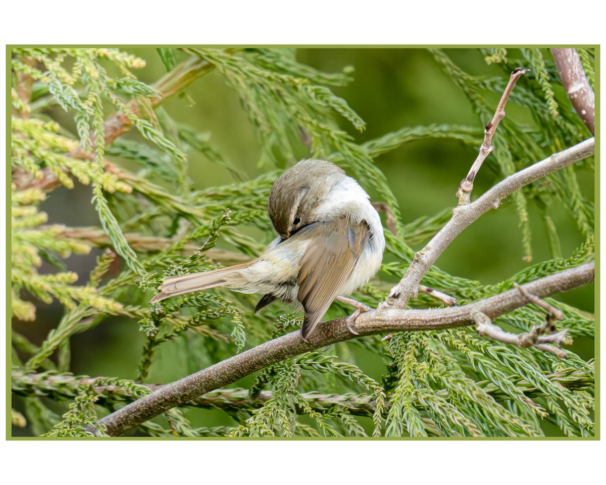 駄菓子📷 tweet media