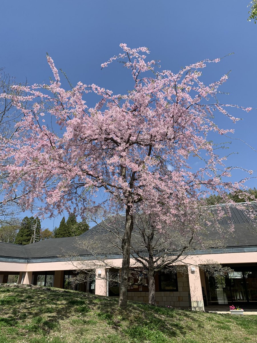 sakyooh's tweet photo. お花見に🌸
怖いアトラクション見つけた😱 https://t.co/CpXwbUBqsc