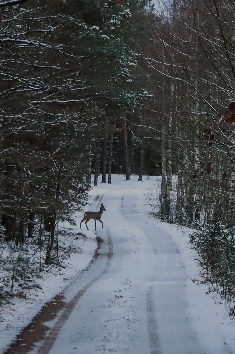 muddie 🐡 ENHYPEN is 7 tweet media