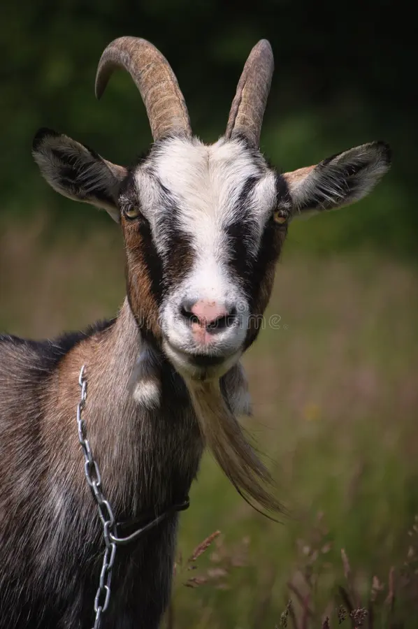 Charity Goat tweet media