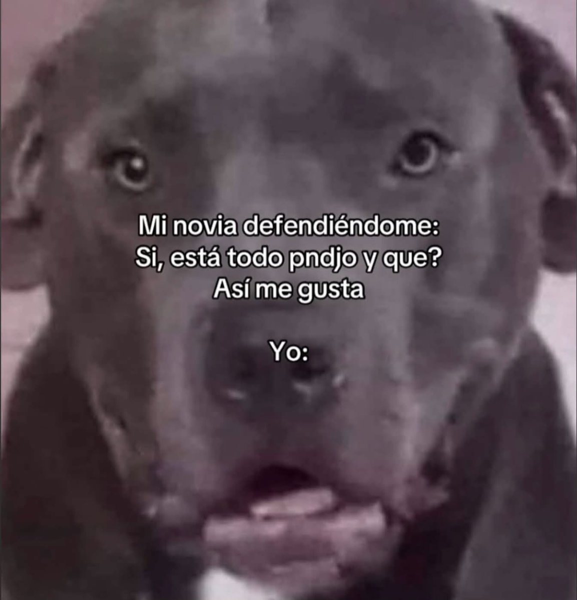 ANIMALITOS SANADORES tweet media