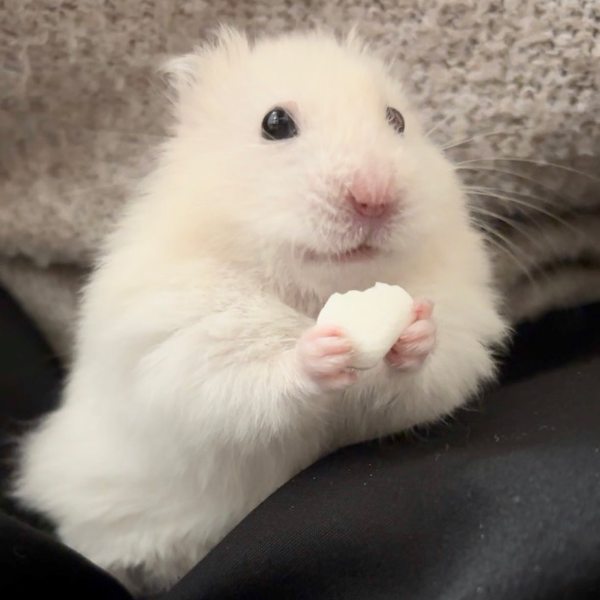 柔らかな体毛で覆われたいのちたち tweet media