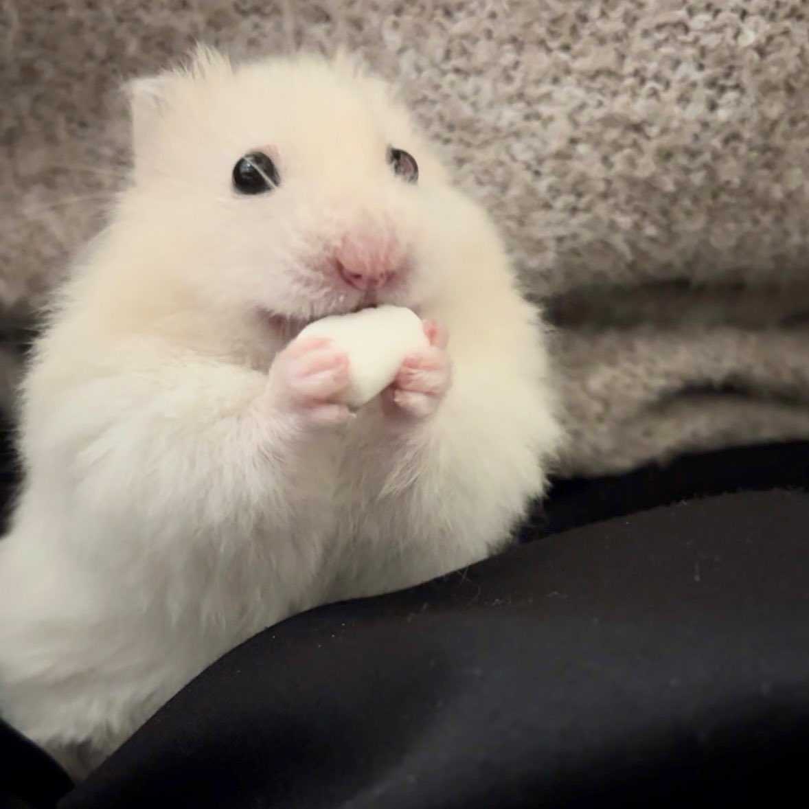 柔らかな体毛で覆われたいのちたち tweet media