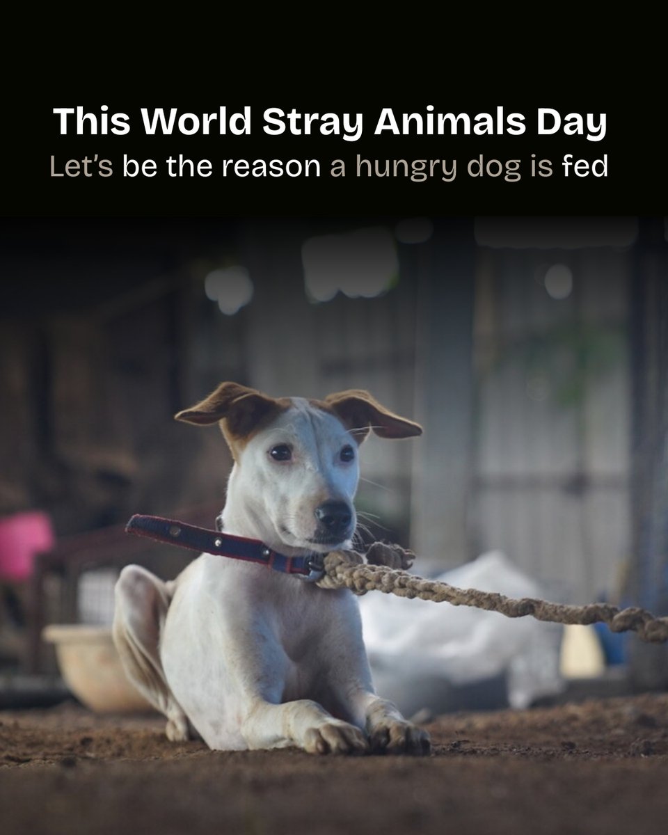SRLCUSA's tweet photo. A little kindness goes a long way… especially for those who can’t ask for it.
This World Stray Animals Day, let’s turn awareness into action. Because for them, your small gesture can mean everything.
#SRLC #WorldStrayAnimalsDay #AnimalCare #KindnessForAll #Nonprofit https://t.co/1t9jgNVRSb